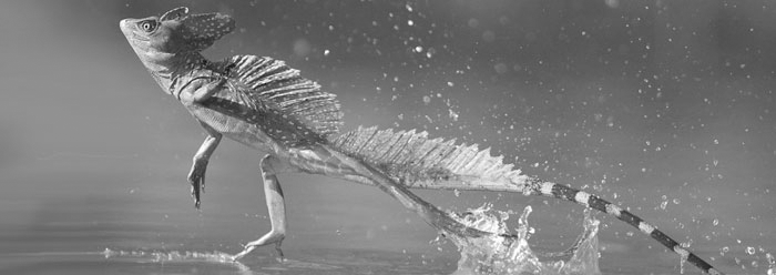 Basilisk lizard running on water